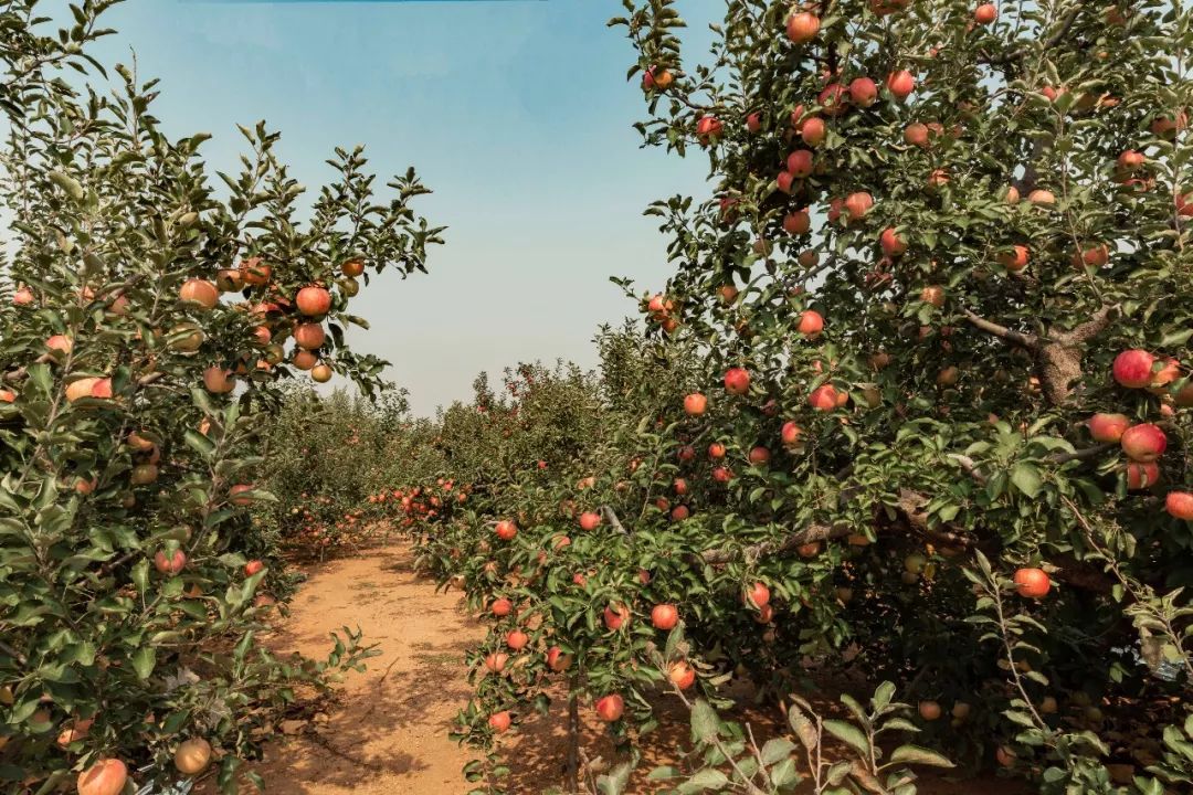 1756372420834300.jpg 2.jpg